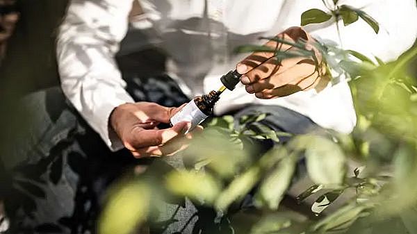 CBD Öl Flasche in grüner Umgebung